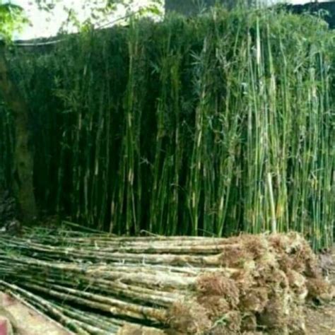 Jual Tanaman Hias Pagar Bambu Jepang - Kab. Bogor - RAHMAN FLORIS